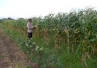 Polsek-Krembung-Intensifkan-Pendampingan-Lahan-Jagung,-Dukung-Swasembada-Pangan