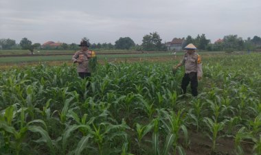 Kanit-Binmas-Polsek-Krembung-Rawat-Jagung-Hibrida-Dukung-Swasembada-Pangan