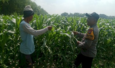Polsek-Balongbendo-Tinjau-Lahan-Jagung,-Dukung-Swasembada-Pangan-di-Sidoarjo