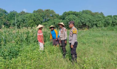 Polsek-Tulangan-Monitoring-Tanaman-Jagung-Dukung-Ketahanan-Pangan-di-Desa-Kemantren