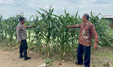 Polisi-di-Krembung-Rawat-Tanaman-Jagung-untuk-Dukung-Swasembada-Pangan