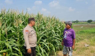 Tingkatkan-Swasembada-Pangan,-Polsek-Candi-bersama-Petani-Kelola-Lahan-Jagung