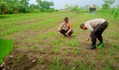 Polisi-Masif-Turun-ke-Desa,-Dampingi-Efektifitas-Program-Ketahanan-Pangan-di-Krembung
