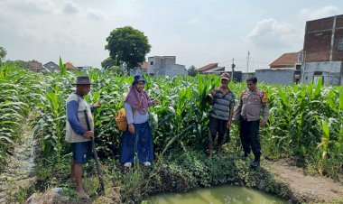 Polsek-Tanggulangin-Bersama-PPL-dan-Gapoktan-Lakukan-Perawatan-Tanaman-Jagung-untuk-Dukung-Ketahanan-Pangan