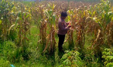 Polsek-Prambon-Dampingi-Petani,-Pastikan-Tanaman-Jagung-Siap-Dongkrak-Swasembada-Pangan