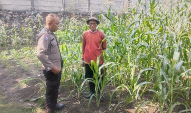 Bhabinkamtibmas-Polsek-Buduran-Intensifkan-Pengecekan-Ladang-Jagung-untuk-Dukung-Ketahanan-Pangan