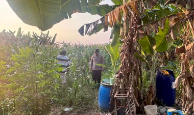 Tanaman-Jagung-Mulai-Berbuah,-Polsek-Gedangan-Intensifkan-Pendampingan-Ketahanan-Pangan