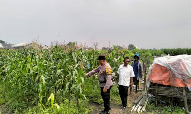 Bhabinkamtibmas-Desa-Gamping-Pantau-Pertumbuhan-Jagung,-Dukung-Program-Ketahanan-Pangan