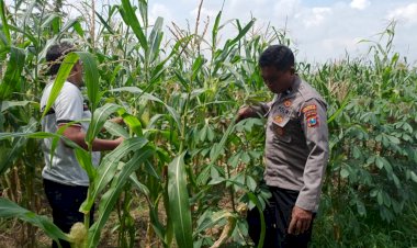 Polsek-Tulangan-Cek-Tanaman-Jagung-di-Desa-Kemantren,-Wujudkan-Swasembada-Pangan