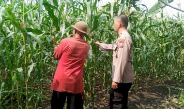 Dukung-Ketahanan-Pangan-Bhabinkamtibmas-Desa-Sukorejo-Bersama-Gapoktan-Cek-Tanaman-Jagung
