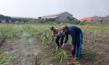 Polsek-Sidoarjo-Kota-Intensif-Dampingi-Petani-Jagung,-Sukseskan-Swasembada-Pangan-Nasional
