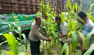 Polsek-Waru-Pantau-Pertumbuhan-Jagung-di-Desa-Pepelegi-untuk-Swasembada-Pangan