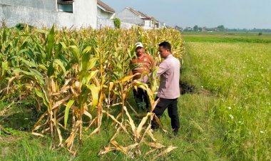 Jelang-Panen-Jagung,-Polsek-Wonoayu-Berharap-Mampu-Dongkrak-Swasembada-Pangan