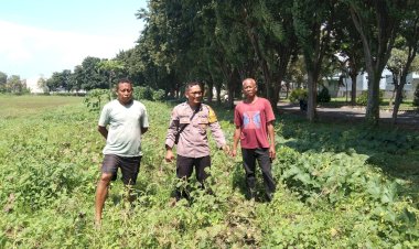 Polsek-Sidoarjo-Kota-Pantau-Perkembangan-Lahan-Jagung-Desa-Lebo-Dukung-Swasembada-Pangan