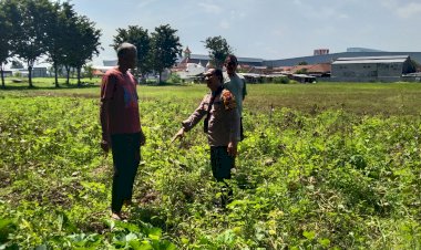 Polsek-Sidoarjo-Kota-Pantau-Perkembangan-Lahan-Jagung-Desa-Lebo-Dukung-Swasembada-Pangan