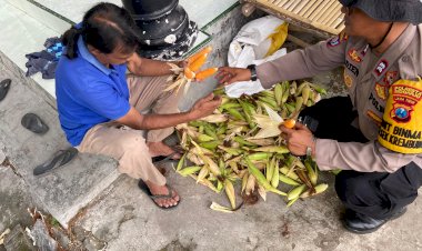 Polsek-Krembung-Dampingi-Perawatan-Jagung-untuk-Dukung-Swasembada-Pangan