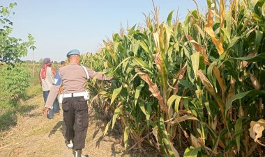 Dukung-Swasembada-Pangan,-Polisi-Cek-Tanaman-Jagung