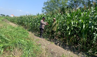 Dukung-Ketahanan-Pangan,-Polsek-Candi-Pantau-Perkembangan-Lahan-Jagung