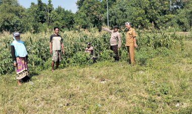 Polisi-dan-Petani-Kelola-Tanaman-Jagung-di-Desa-Kemantren,-Untuk-Peningkatan-Swasembada-Pangan