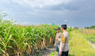Bhabinkamtibmas-Taman-Cek-Lahan-Jagung-Warga