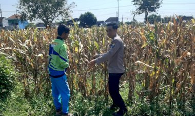 Polisi-Pantau-Lahan-Jagung-Siap-Panen-di-Prambon,-Dukung-Ketahanan-Pangan