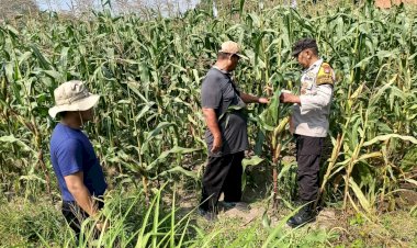 Kolaborasi-Polisi-dengan-Petani-Rawat-Tanaman-Jagung-untuk-Swasembada-Pangan