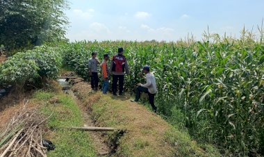 Gelorakan-Ketahanan-Pangan,-Polsek-Balongbendo-Dampingi-Petani-Kelola-21-Hektare-Lahan-Jagung