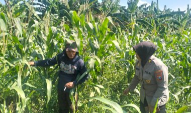 Antisipasi-Hama,-Polsek-Gedangan-Gandeng-Petani-Optimalkan-Ketahanan-Pangan-Rawat-Tanaman-Jagung-di-Desa-Punggul