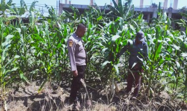 Polisi-dan-Petani-Bersinergi,-Ketahanan-Pangan-Pekarangan-di-Sedati-Terus-Diperkuat