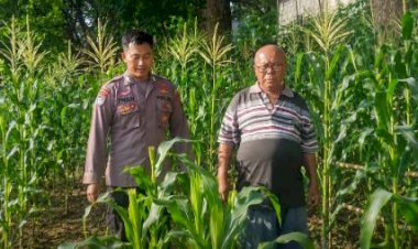 Dukung-Swasembada-Pangan-Nasional,-Bhabinkamtibmas-Polsek-Jabon-Pantau-Perkembangan-Jagung-di-Desa-Trompoasri