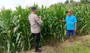 Polsek-Tarik-Pantau-Pertumbuhan-Jagung,-Dukung-Penguatan-Ketahanan-Pangan