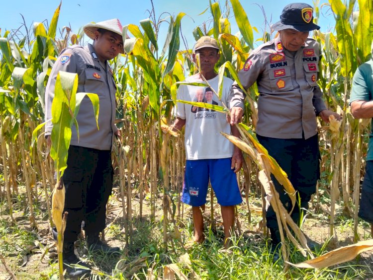 Dukung Swasembada Pangan, Polsek Prambon Terus Dampingi Petani