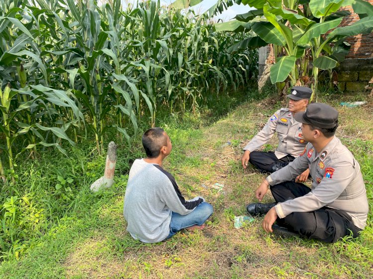 Polsek Tarik Pantau Perkembangan Tanaman Jagung Guna Swasembada Pangan