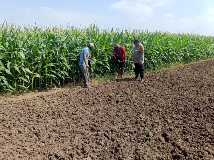 Polisi Pantau Perkembangan Tanaman Jagung, Dukung Program Ketahanan Pangan
