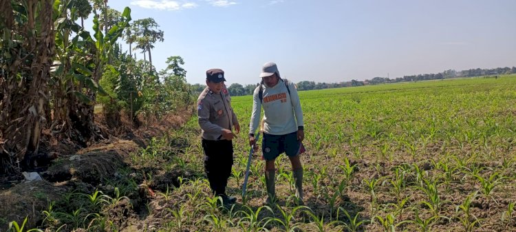 Polsek Tarik Gandeng Pesantren Kelola Tanaman Jagung Wujudkan Swasembada Pangan