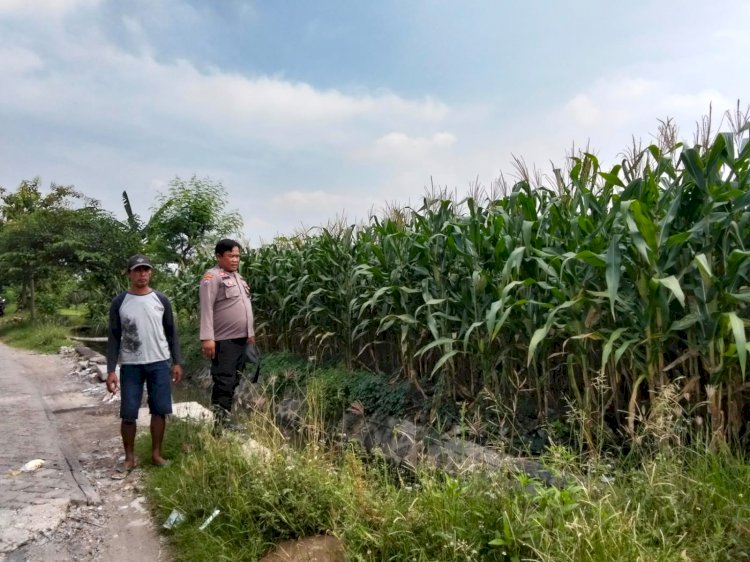 Polsek Prambon Pantau Tanaman Jagung Usia 75 Hari, Dukung Program Ketahanan Pangan