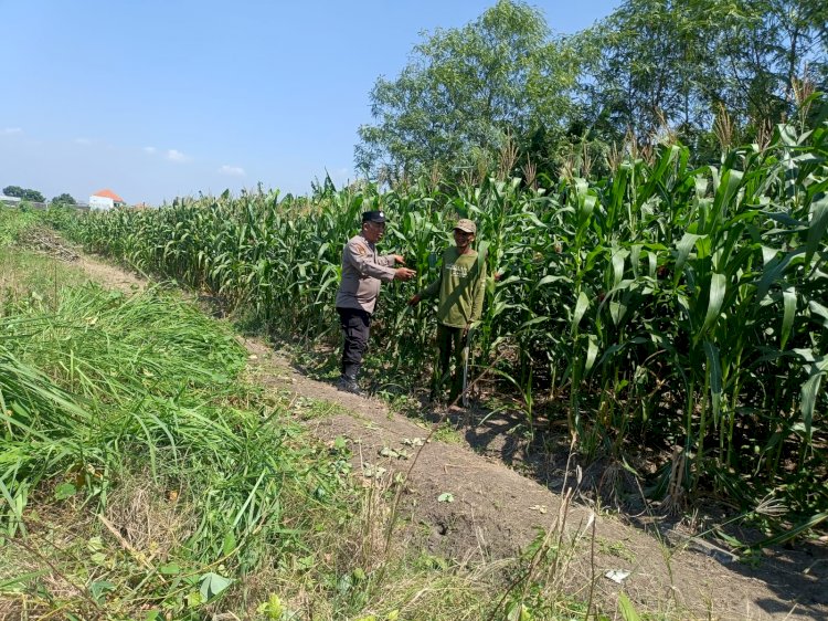 Dukung Ketahanan Pangan, Polsek Candi Pantau Perkembangan Lahan Jagung