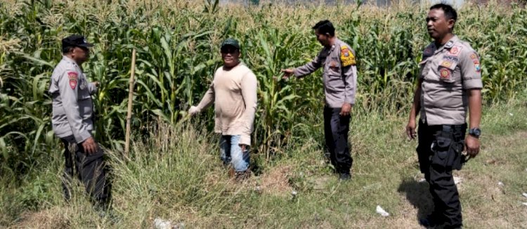 Polsek Tulangan Tinjau Lahan Jagung Kajeksan