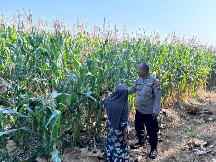 Bhabinkamtibmas Polsek Prambon Pantau Pertumbuhan Jagung, Sukseskan Ketahanan Pangan
