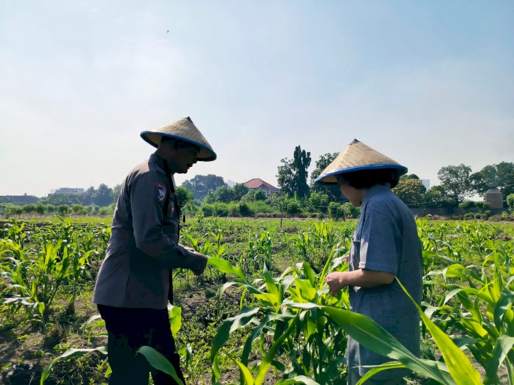 Bhabinkamtibmas Polsek Taman Sambangi Petani Jagung di Sepanjang, Dukung Ketahanan Pangan Nasional